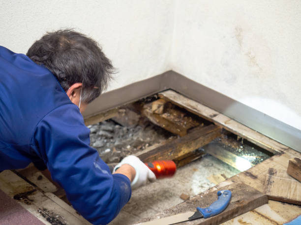 Chama, NM Mold Removal Company