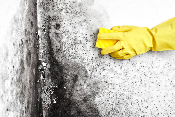 Best Black Mold Removal  in Chama, NM