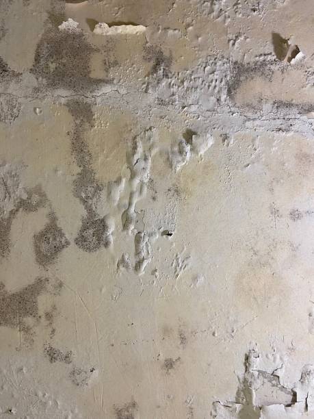 Best Mold Removal Company Near Me  in Chama, NM