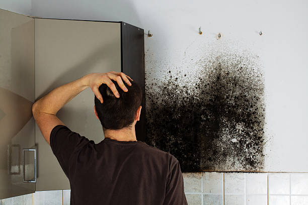 Home Mold Removal in Chama, NM