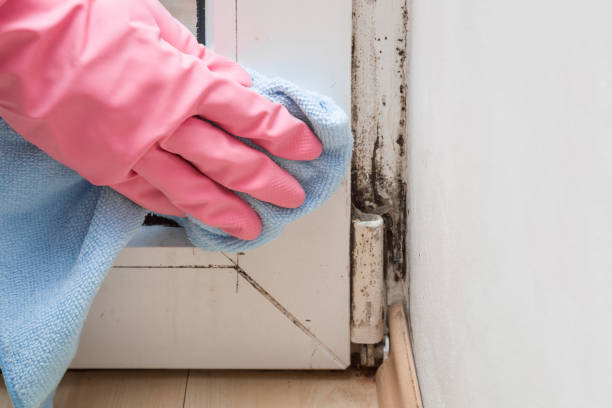 Best Professional Mold Removal  in Chama, NM